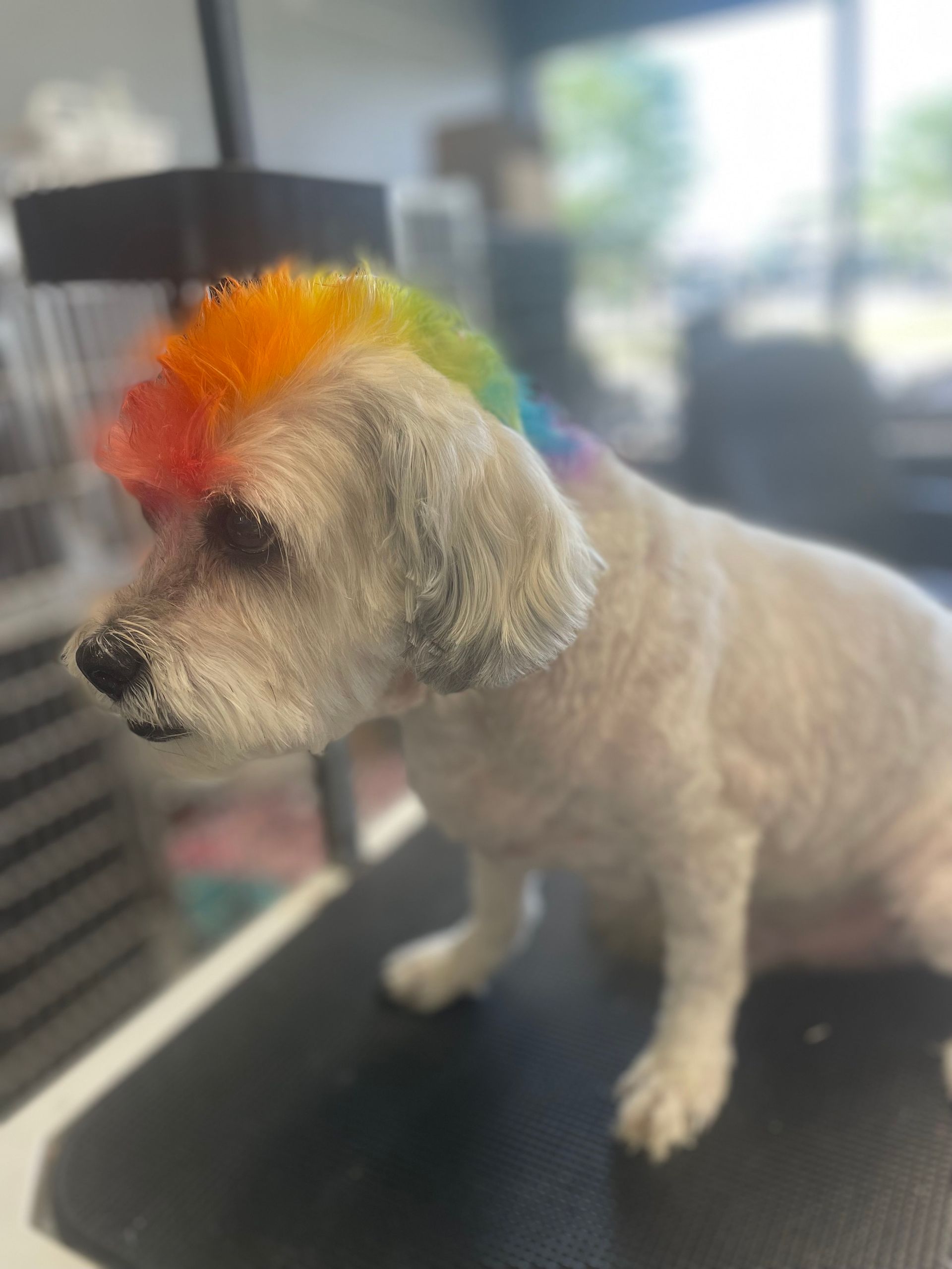 White dog with rainbow-colored mohawk hairstyle sits on a grooming table.