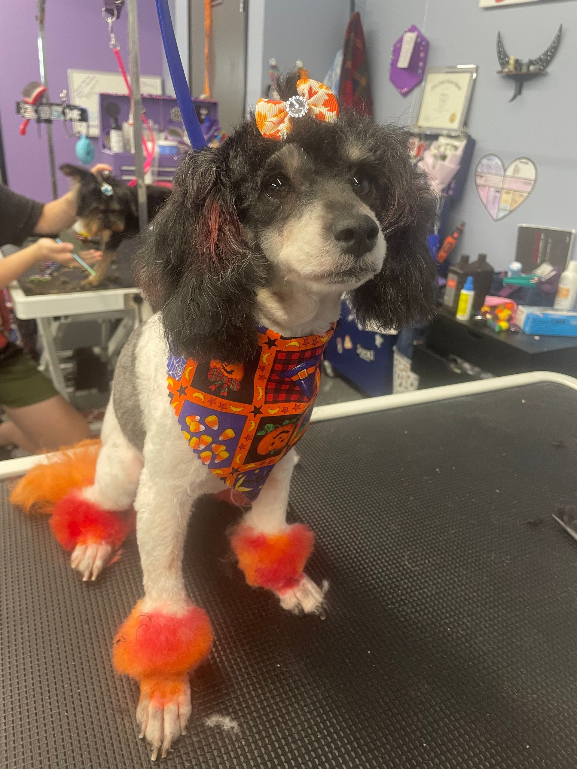Poodle with a Halloween-themed haircut, orange and black accents, bandana, bow on head. Grooming table setting.