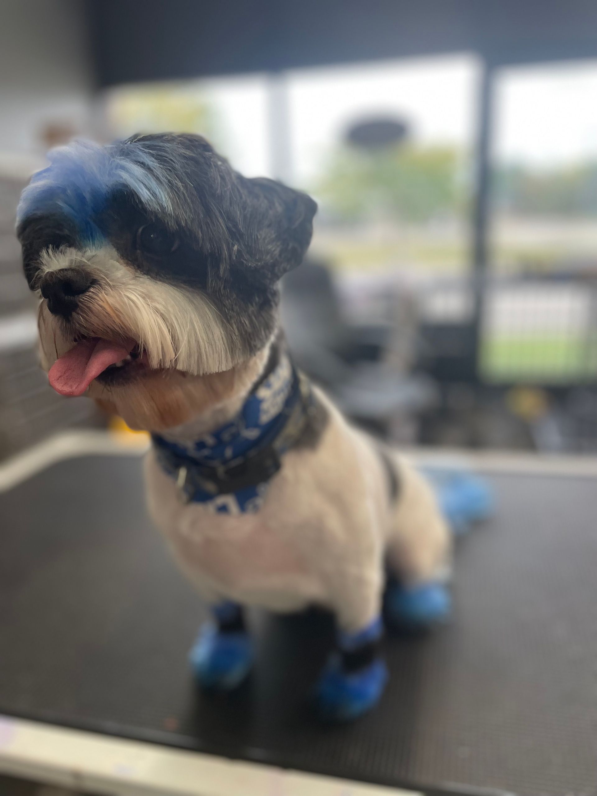 Dog with blue-dyed fur and matching booties, sitting on a table with a blurred background.