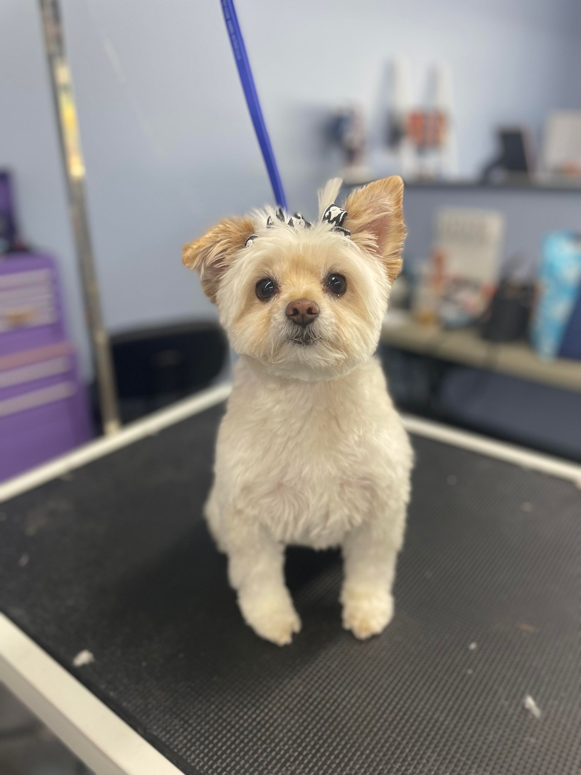 A small, cream-colored dog with a bow sits on a grooming table. It has short fur and a blue leash.