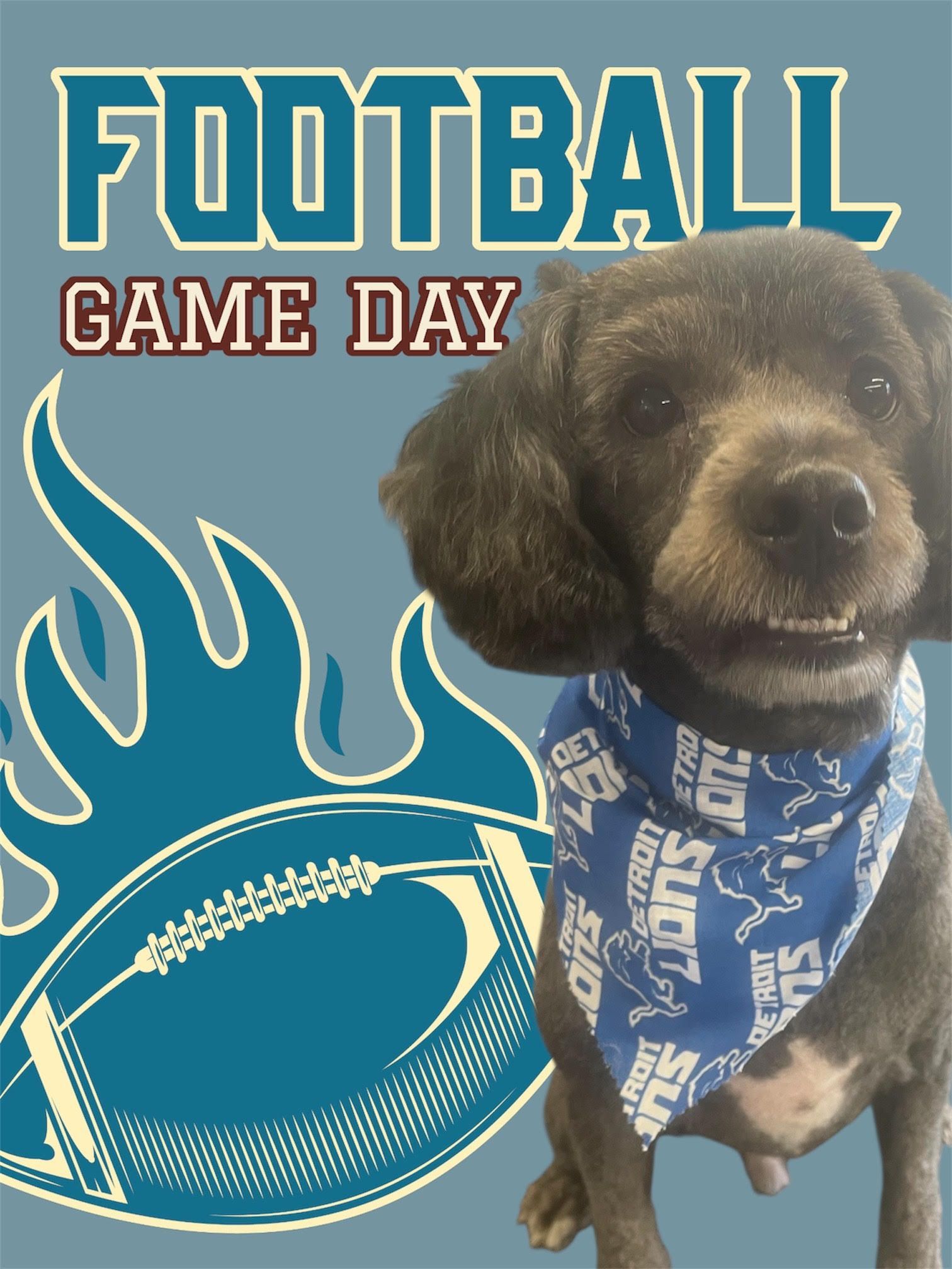 Dog wearing a Detroit Lions bandana with a football graphic;