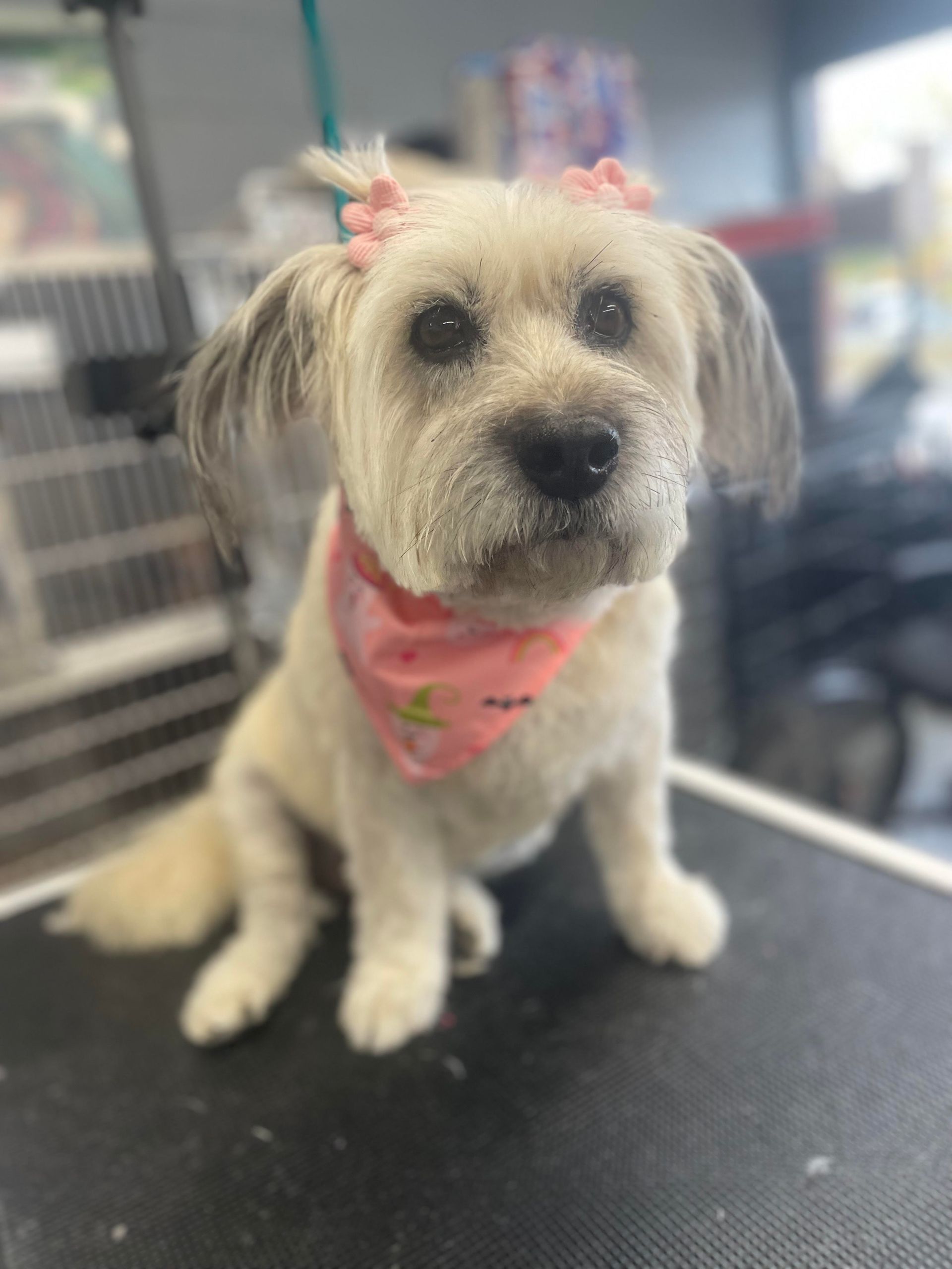 Fluffy white dog wearing a pink bandana and bows, sitting on a grooming table.