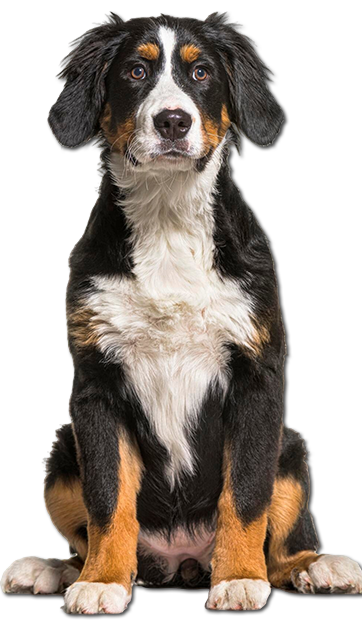 Bernese Mountain Dog puppy sitting, black, white, and brown markings, attentive expression.