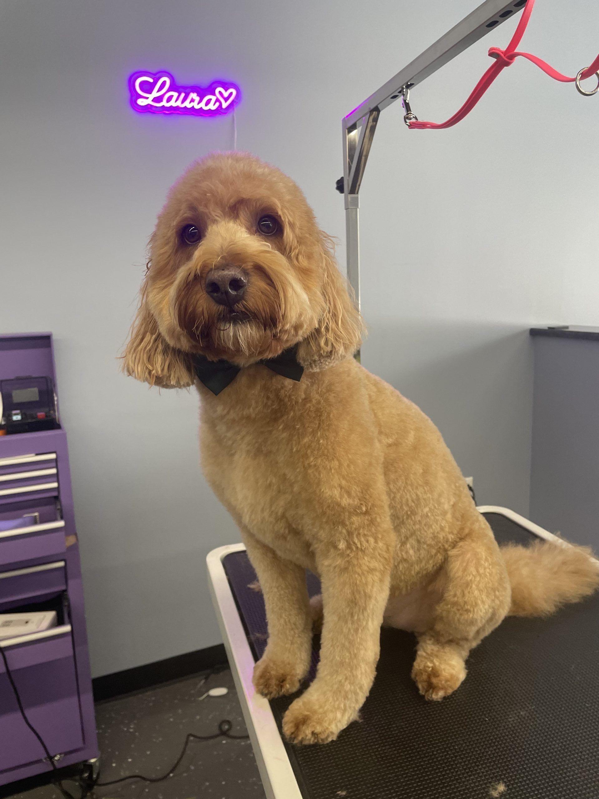 Golden-colored dog with a bow tie, groomed on a table, with a