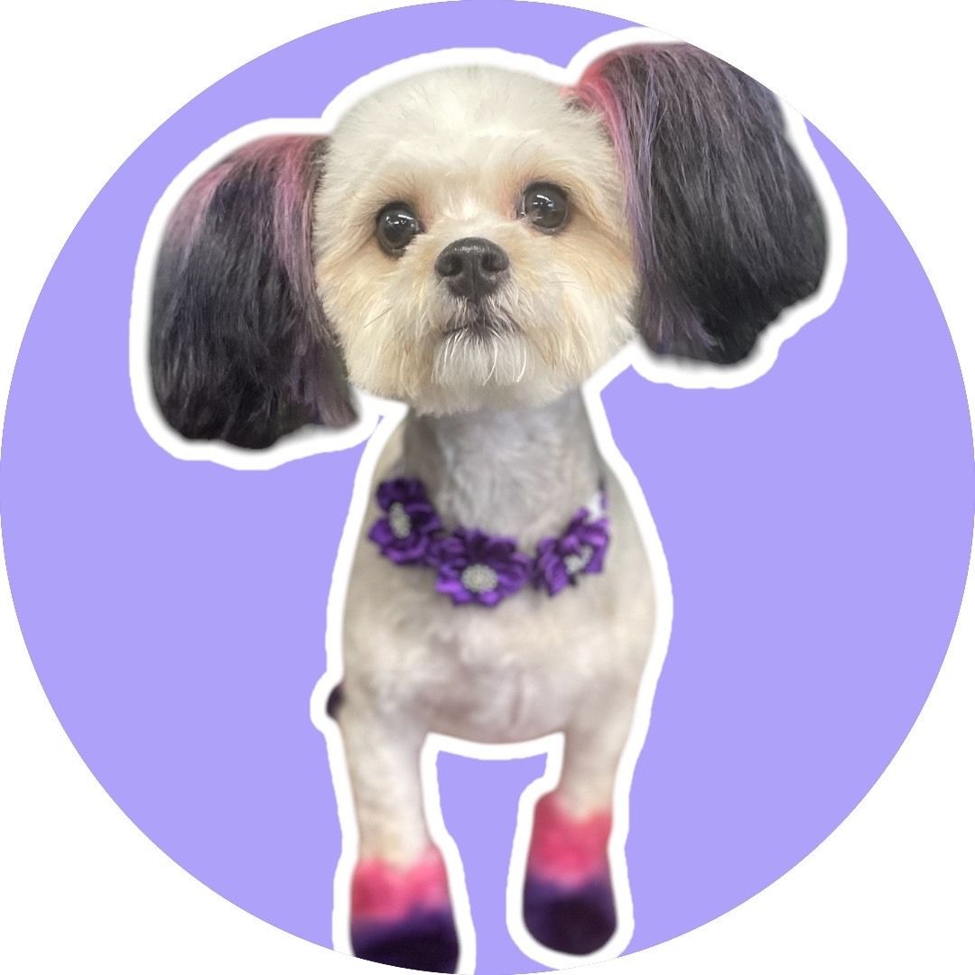 White dog with dyed ears and paws; purple collar, standing in a purple circle.
