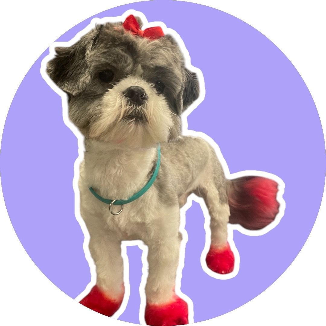 A Shih Tzu dog with a red bow and painted paws standing in front of a purple circle.
