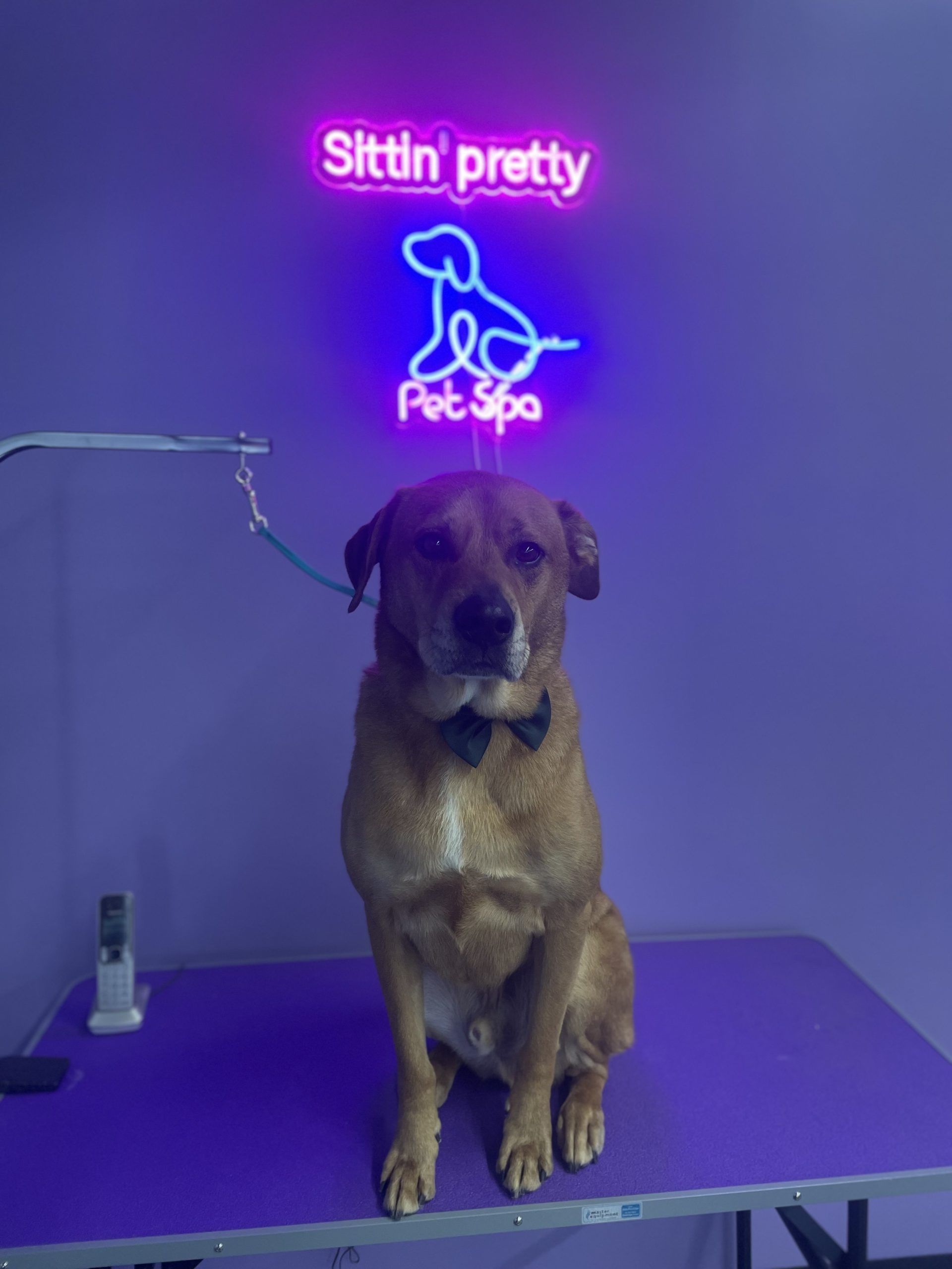 Dog wearing a bowtie sits on a purple grooming table, under a neon