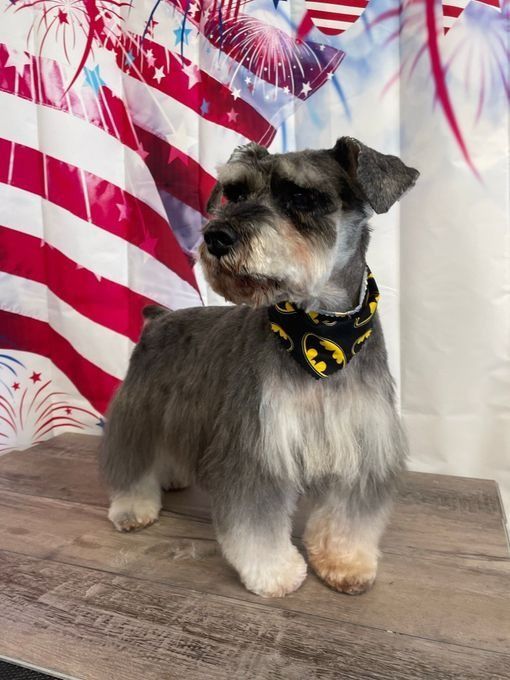 Miniature Schnauzer dog with a Batman bandana stands on a wooden surface in front of an American flag display.