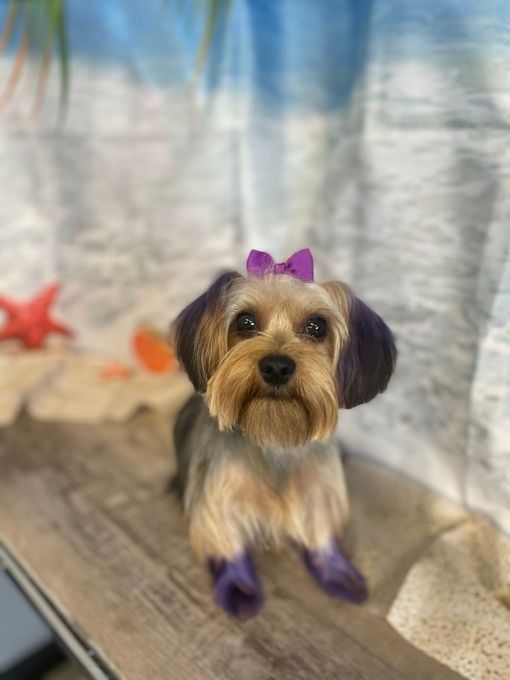 A small, tan dog with purple-dyed ears and paws, wearing a purple bow, sits on a wooden surface with a beach backdrop.