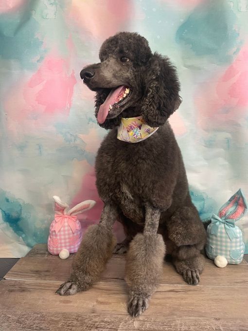 Black poodle with a stylish cut, panting happily, poses next to Easter bunny decorations.
