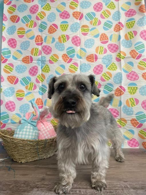Gray Schnauzer dog with tongue out, in front of a colorful Easter egg backdrop.