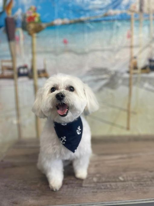 White dog with a blue bandana sits on a wood surface, smiling in front of a beach-themed backdrop.