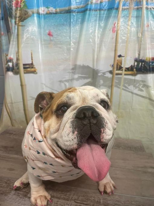 Smiling English bulldog wearing a pink bandana, tongue out, in front of a beach shower curtain.