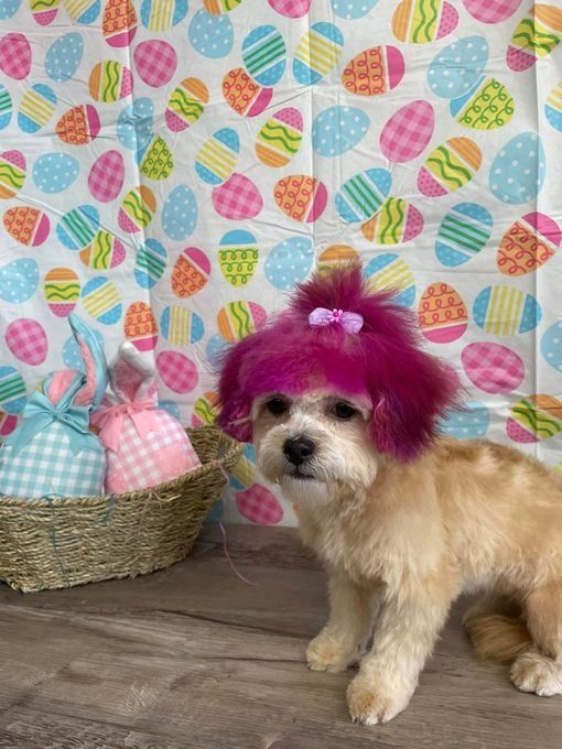 Dog with pink hair and bow sits by Easter basket with bunny-shaped treats; Easter egg backdrop.