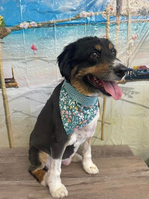 Dog with a blue floral bandana, freshly groomed, sits on a table, tongue out.