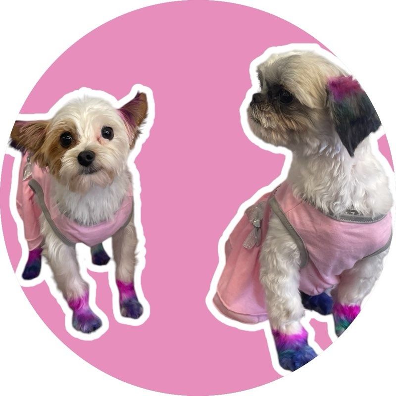 Two small dogs wearing pink outfits, with colorful paws, against a pink background.