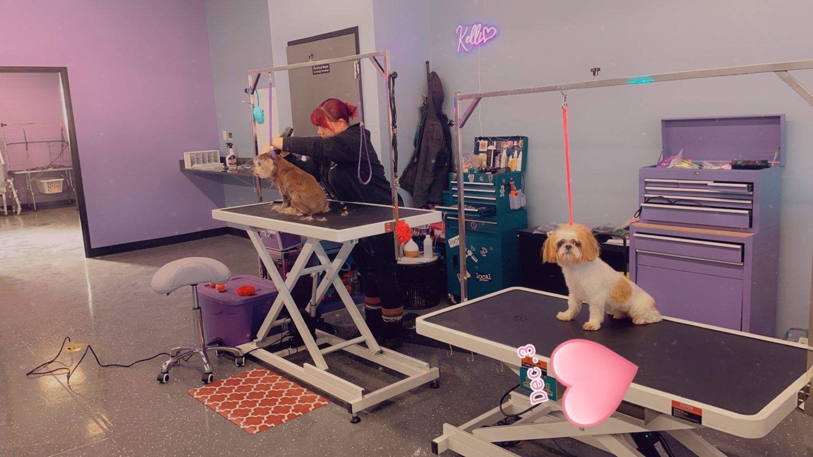 A groomer at work, with two small dogs on grooming tables in a lilac-colored room.