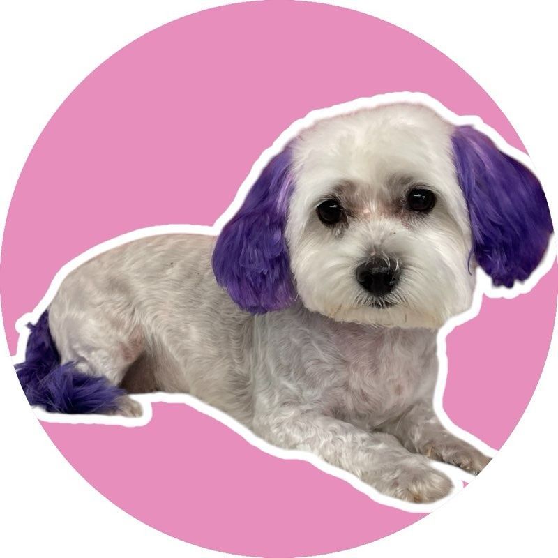 White dog with purple ears and tail in front of a pink background.