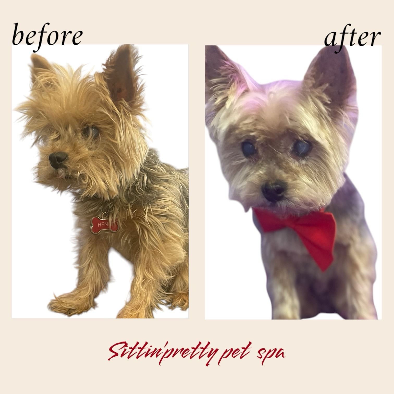Yorkshire Terrier before and after grooming; red bow, close-up.
