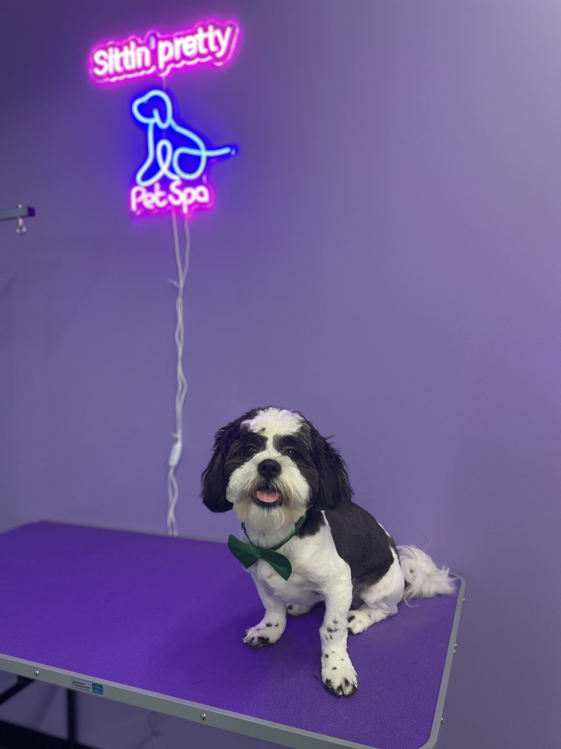 Dog with bow tie sits on grooming table under a