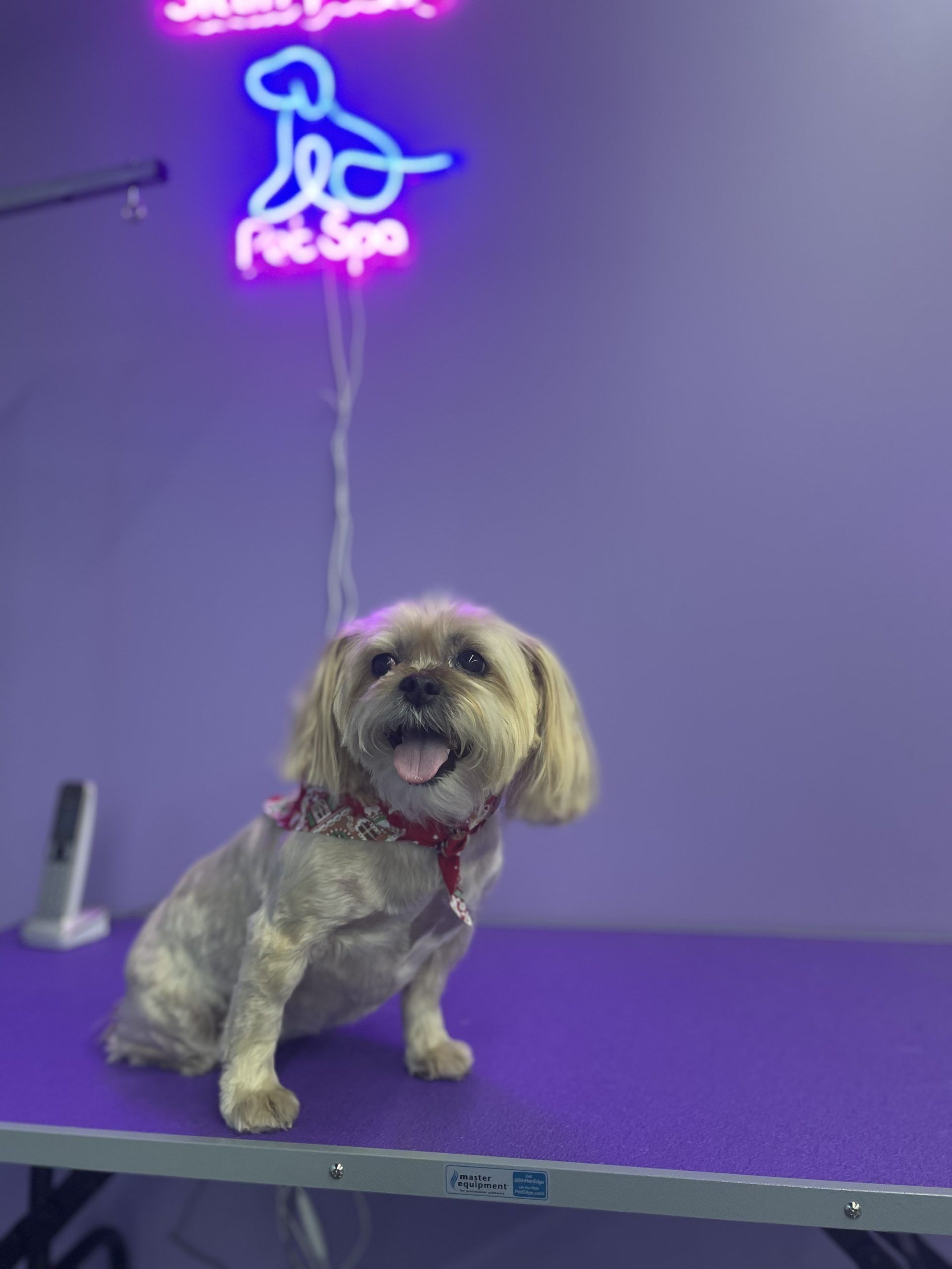 Smiling dog at a pet spa, sitting on a purple table, red collar, neon sign in the background.