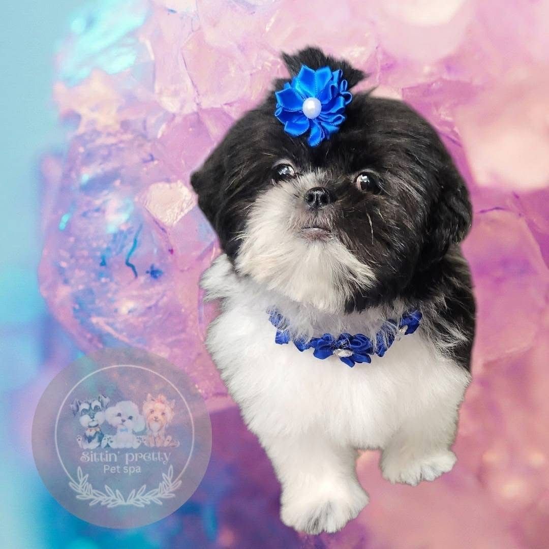 Black and white Shih Tzu puppy wearing blue flower accessories in front of a purple crystal background.