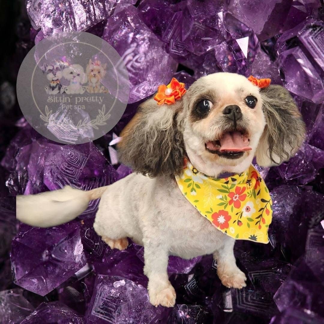 Dog with orange bows and yellow floral bandana, smiling, against purple crystals.