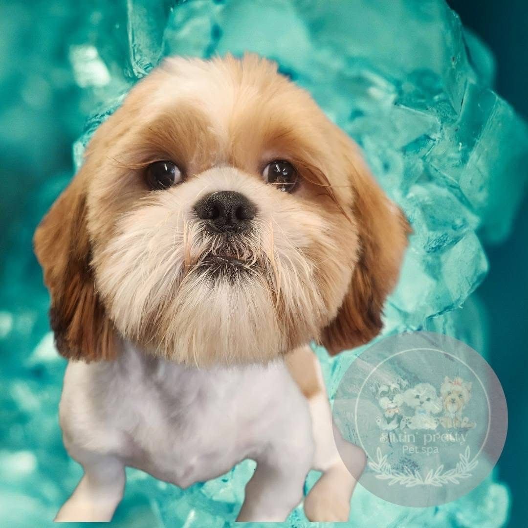 Cute Shih Tzu with brown and white fur, set against a turquoise background.
