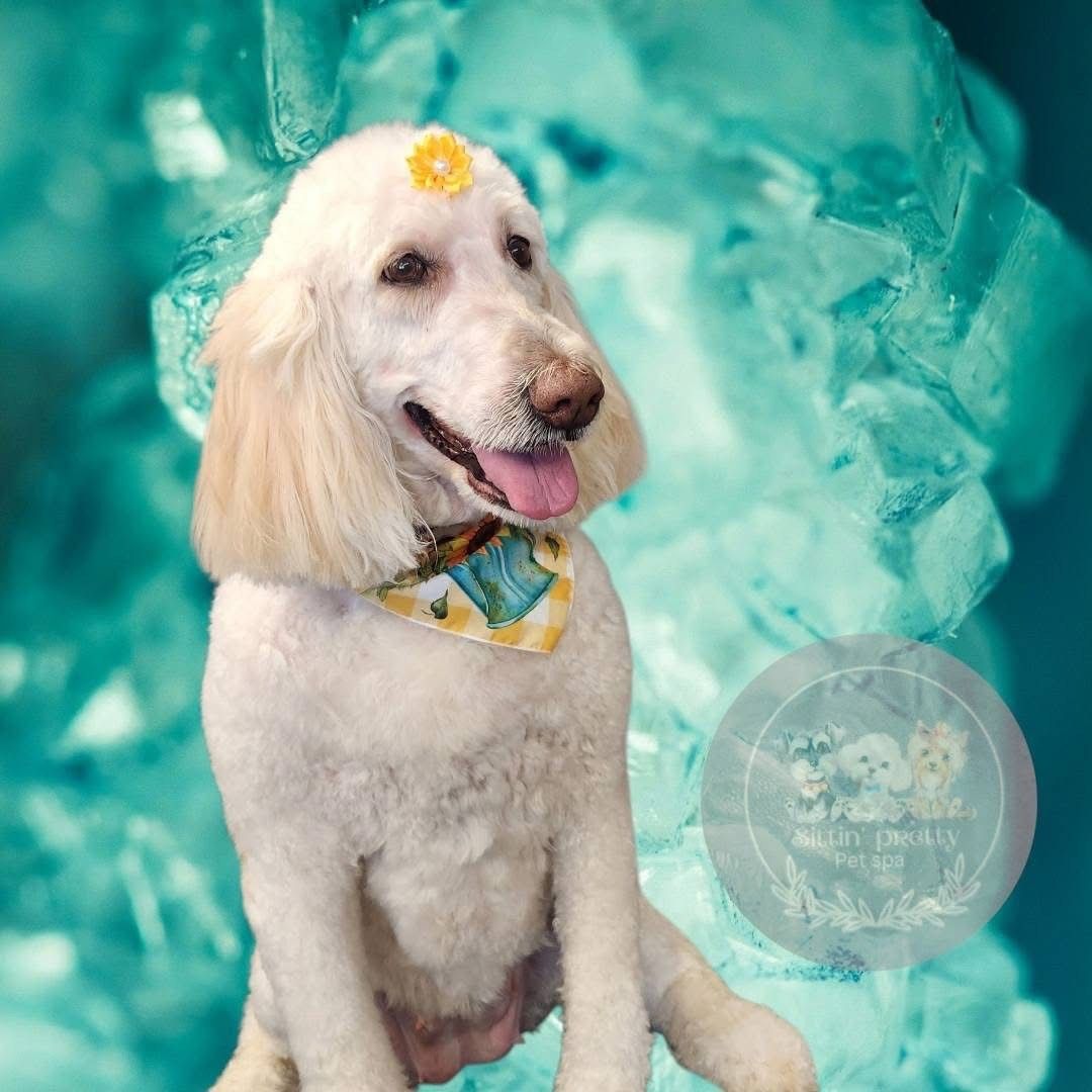White poodle with flower, bandana, against turquoise crystal background.