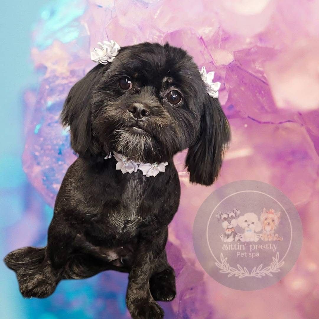 Black dog with white bows, looking at the camera, against a purple background.