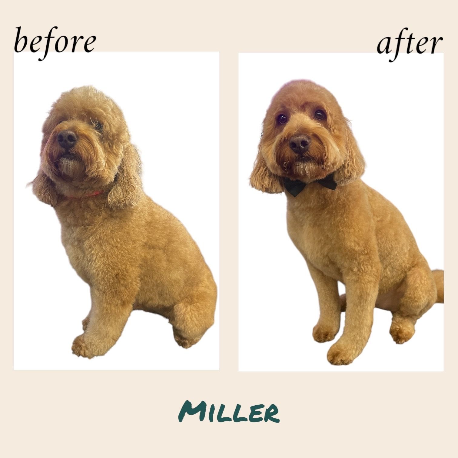 Dog grooming comparison: A brown dog before and after a haircut. The