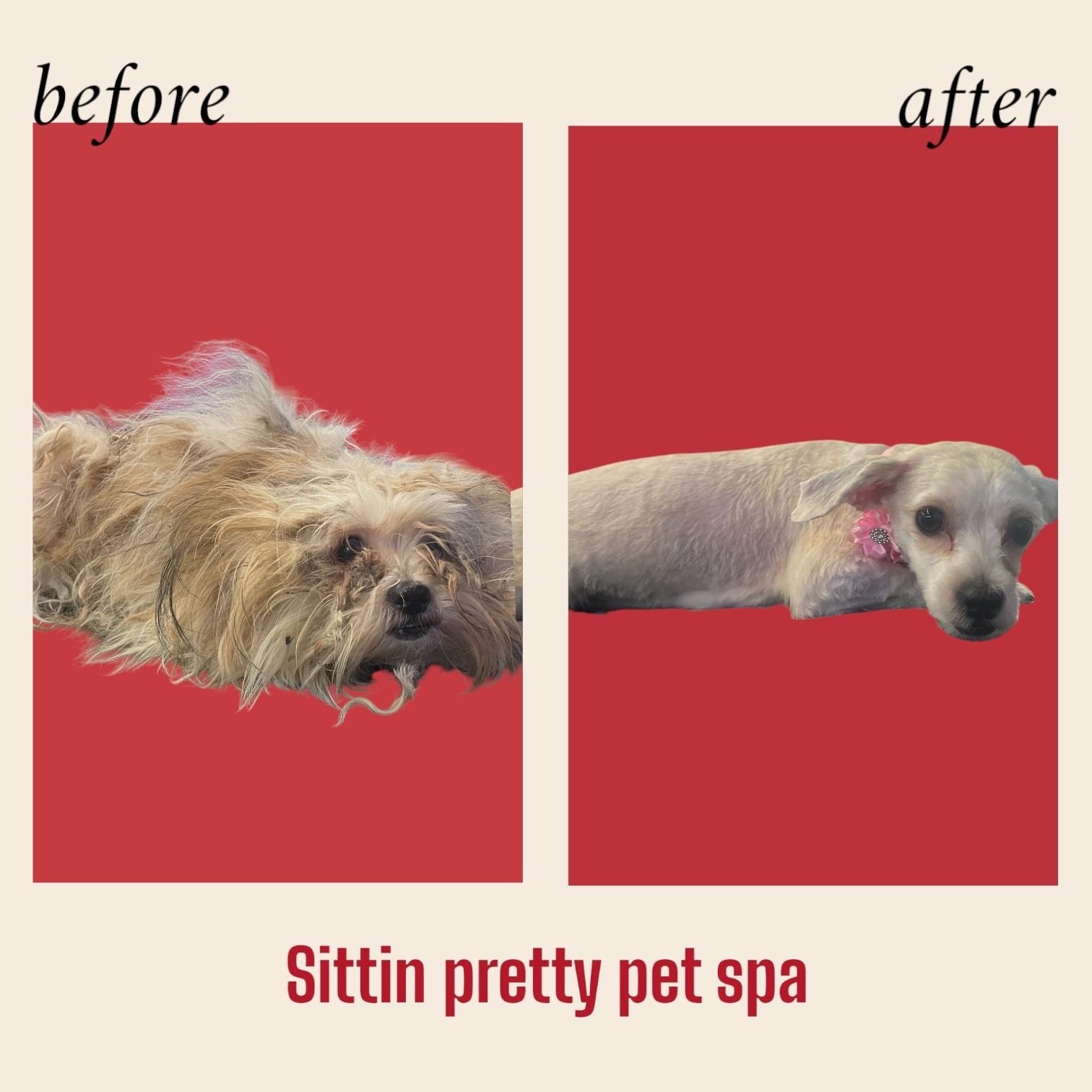 A dog's grooming transformation. Left: shaggy, unkempt. Right: clean, short-haired. Red background.