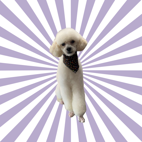 White poodle with pink hair, wearing a bandana, sitting against a purple starburst background.