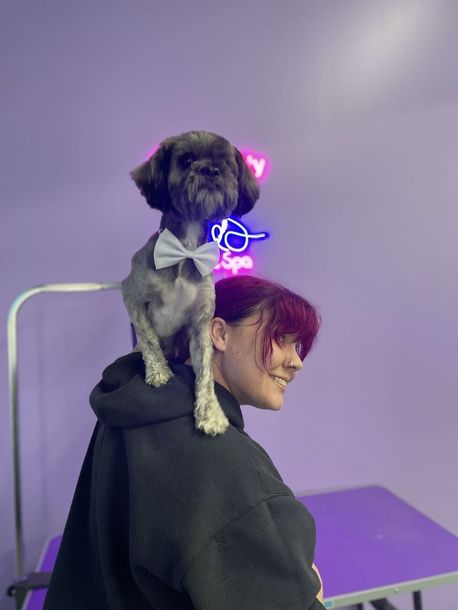 Dog with bow tie sitting on a person's shoulder in a purple-lit pet spa.