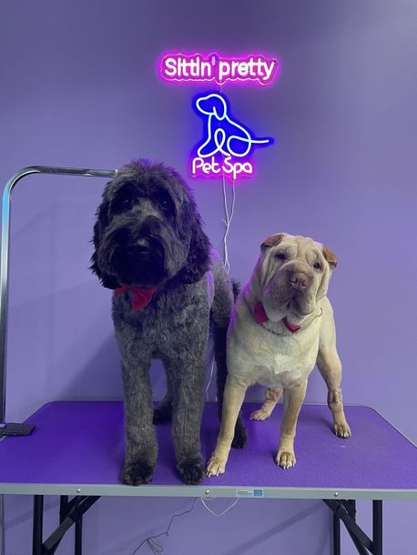 Two dogs, a gray doodle and a tan Shar Pei, stand on a purple table under a 