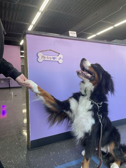 A Bernese Mountain Dog sits and gives a paw to a person inside a dog grooming facility.