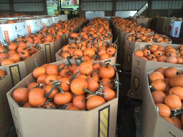 Many boxes of pumpkins are lined up in a warehouse
