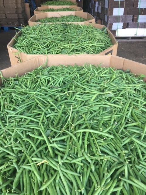 A pile of green beans in cardboard boxes.