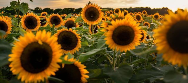 A field of sunflowers with a sunset in the background