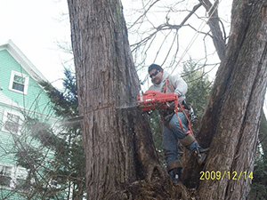 Tree Service 2 — Tree Care in Revere, MA