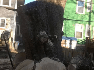 Tree Service 5 — Tree Care in Revere, MA