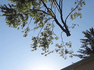 Tree Service 6 — Tree Care in Revere, MA