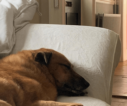 a dog sleeping on an upholstery