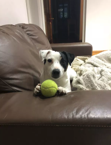 dog with a ball
