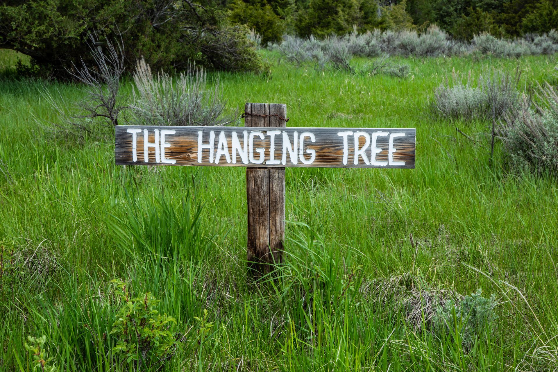 A wooden sign in a grassy field says the hanging tree