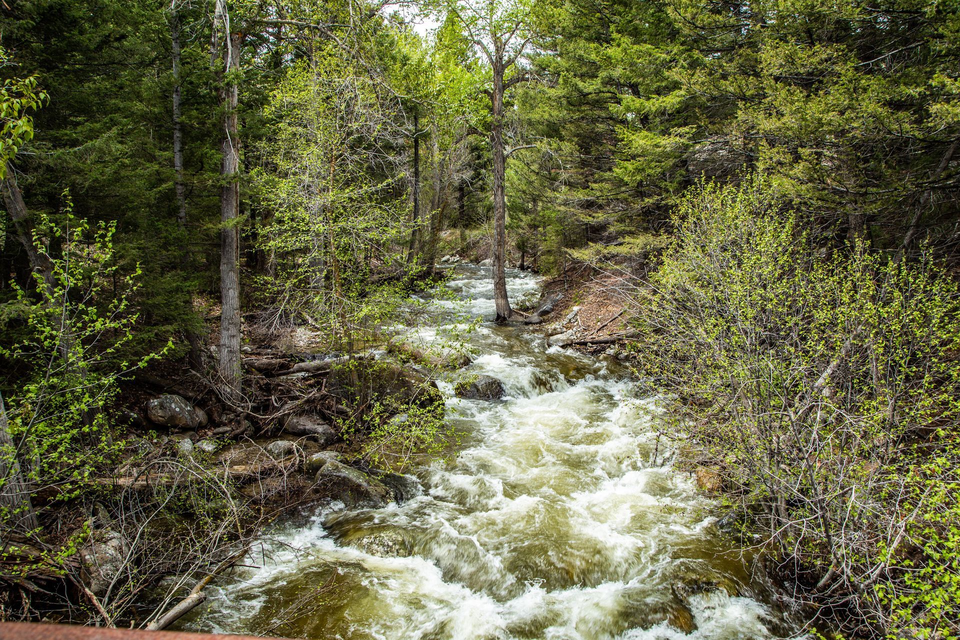 A river flowing through a forest surrounded by trees and rocks.