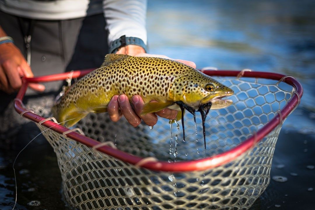 A person is holding a brown trout in a net.