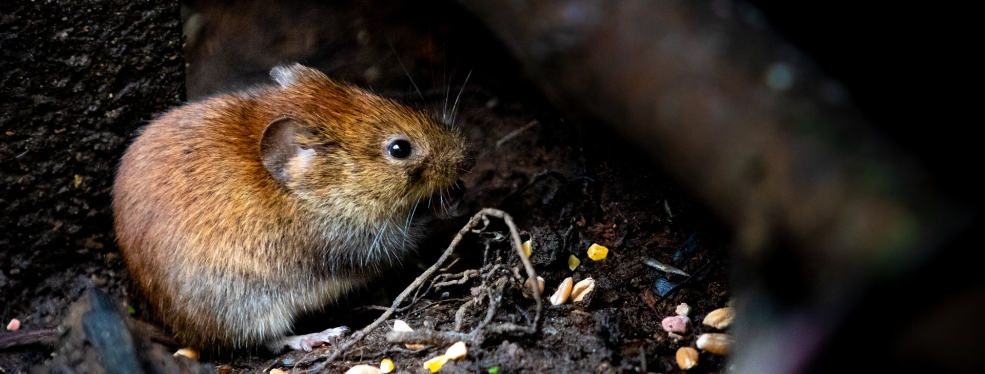 Haimen Cleaning Services Cleaning Where Mice Have Been