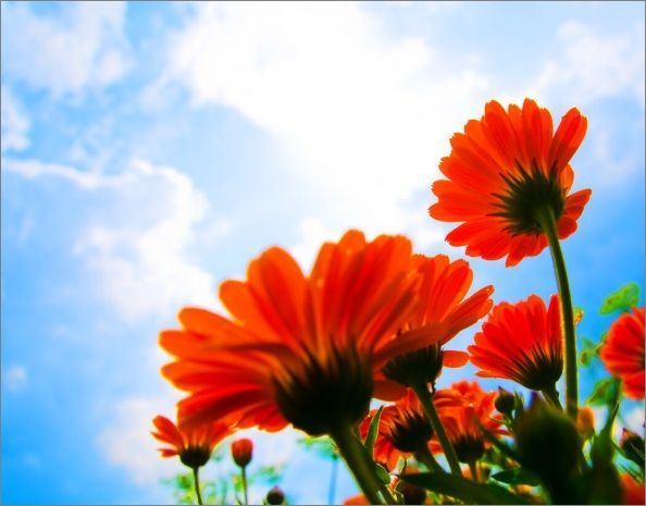 cremation services in Martensville, SK