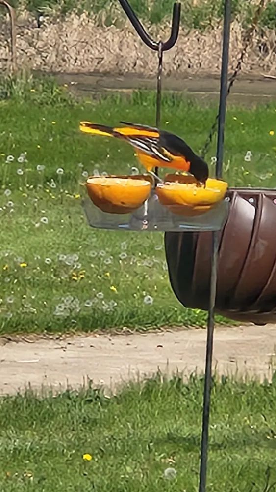 Orange and black oriole eating fruit from a bird feeder in a grassy yard.